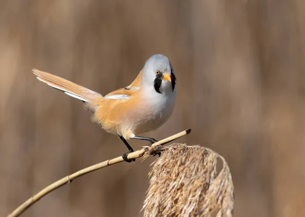 Bearded Reedling Adult Male Sitting Top Reed Stalk Background Blurred — Stock Photo, Image