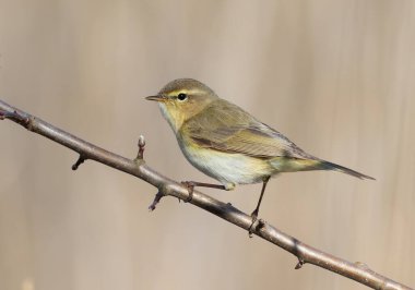 Yaygın şifaff, bir kuş bir çalılığın dalında oturur.