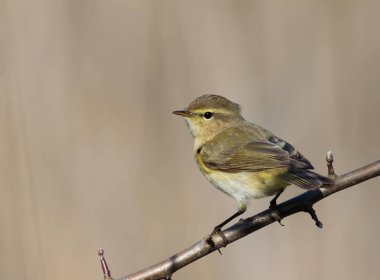 Yaygın şifaff, bir kuş bir çalılığın dalında oturur.