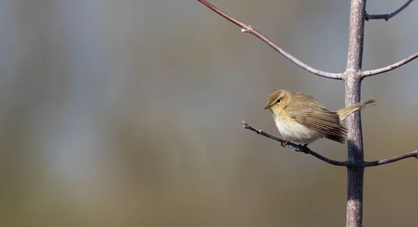 Common chiffchaff, spring. a bird sits on a branch on a blurry background. Placement of text