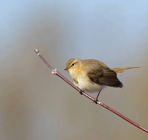 Common chiffchaff, spring, a bird sits on a branch on a blurry background
