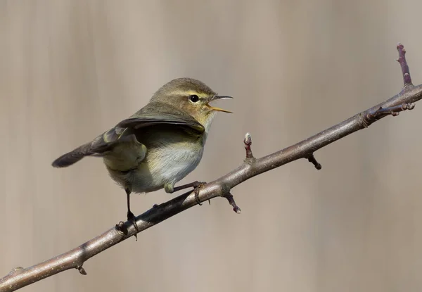 Obyčejný Chiffchaff Jaro Pták Sedí Větvi Zpívá — Stock fotografie