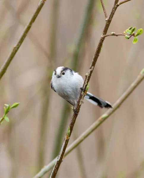 Long Tailed Tit Early Spring Bird Sits Branch Young Leaves — Stockfoto
