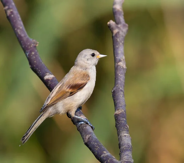 Eurasian Penduline Tit Young Bird Sits Tree Branch — Stock Fotó