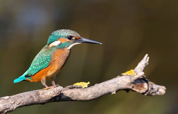 一个普通的翠鸟 一只小鸟 坐在河边一根美丽的树枝上 — 图库照片