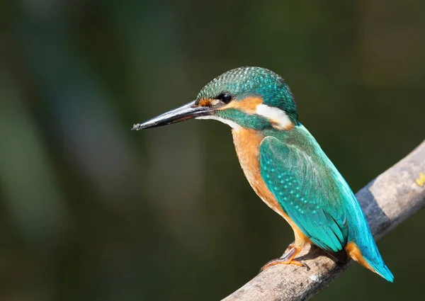 Common Kingfisher Bird Sits Branch River Bank Looking Intently Water — Stock Photo, Image