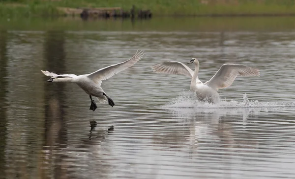 Немой Лебедь Две Птицы Садятся Поверхность Реки — стоковое фото