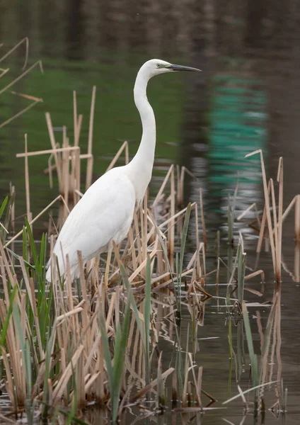 stock image Great egret, Ardea alba. A bird stands on a riverbank in a thicket of reeds, catching fish