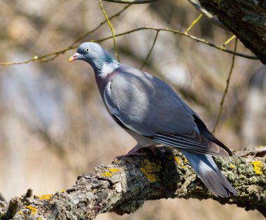 Sıradan bir güvercin, Columba Palumbus. Bir kuş kalın bir dala oturur.