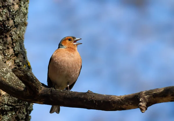 Poule Mouillée Fringilla Coelebs Oiseau Chantant Sur Une Branche Épaisse — Photo