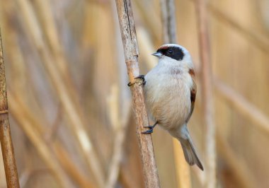 Eurasian penduline tit, remiz pendulinus. A bird sits on a reed stalk on a riverbank