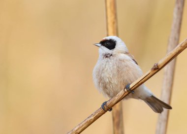 Eurasian penduline tit, remiz pendulinus. A bird sits on a reed stalk on a riverbank