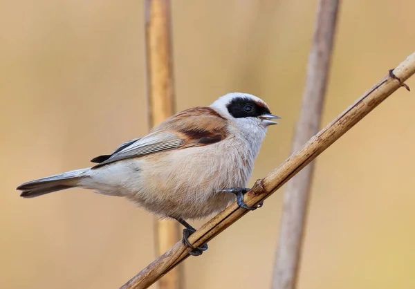 Eurasian Penduline Tit Remiz Pendulinus Bird Sings While Sitting Reed — Φωτογραφία Αρχείου