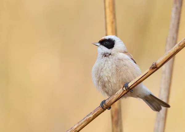 Eurasian Penduline Tit Remiz Pendulinus Bird Sits Reed Stalk Riverbank — Stockfoto