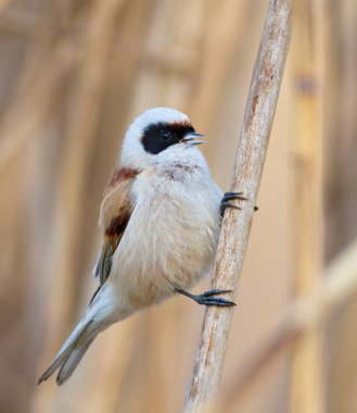 Eurasian penduline tit, remiz pendulinus. A bird sings while sitting on a reed stalk