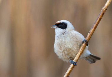 Eurasian penduline tit, remiz pendulinus. A bird singing on a reed stalk