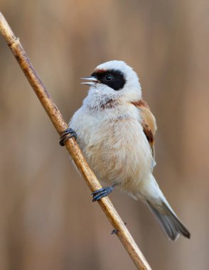 Eurasian penduline tit, remiz pendulinus. A bird singing on a reed stalk