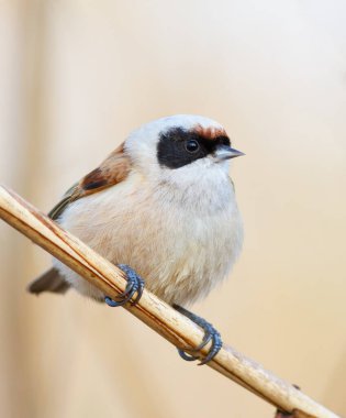 Eurasian penduline tit, remiz pendulinus. A bird sits on a reed stalk against a beautiful background