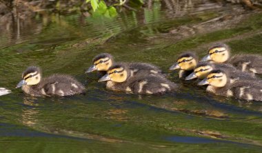 Mallard, Anas platyrhynchos. Nehirde yüzen Mallard piliçleri.