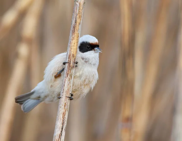 Eurasian Penduline Tit Remiz Pendulinus Bird Sings While Sitting Reed — Photo