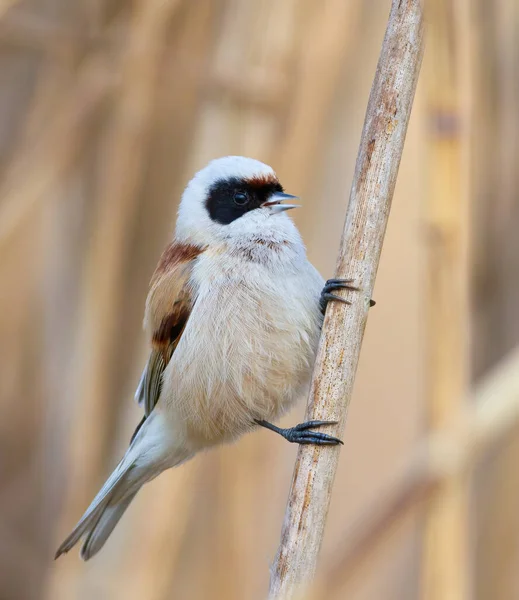 Eurasian Penduline Tit Remiz Pendulinus Bird Sings While Sitting Reed — Foto de Stock