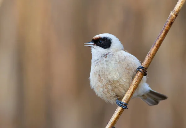 Eurasian Penduline Tit Remiz Pendulinus Bird Singing Reed Stalk — стокове фото