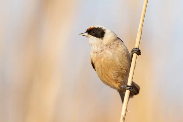 Eurasian Penduline Tit Remiz Pendulinus Bird Sits Reed Stalk Beautiful — стокове фото