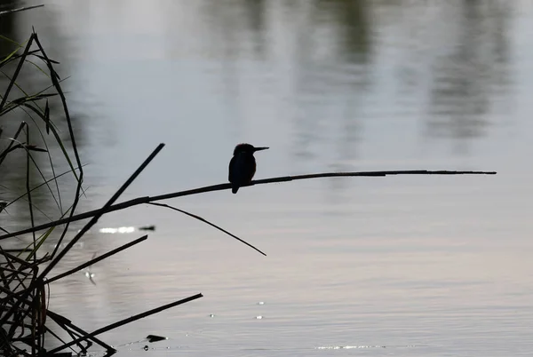 Обыкновенный Зимородок Ранним Утром Птица Сидит Тростниковом Стебле Над Водой — стоковое фото