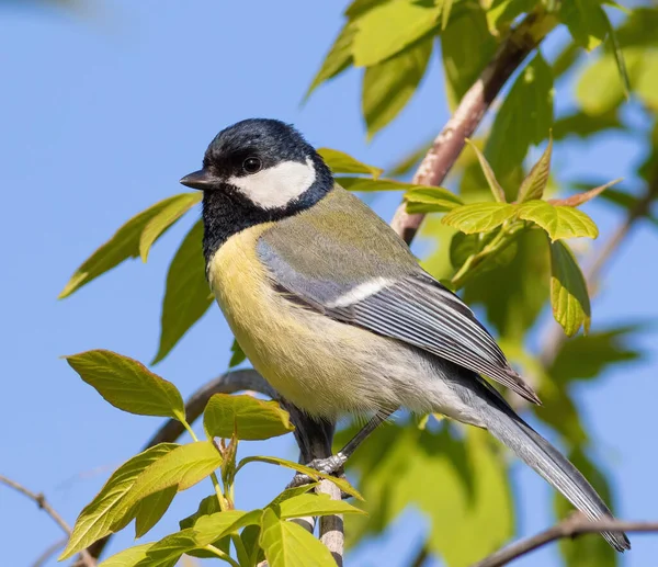 Great Tit Parus Major Bird Sits Branch — Stockfoto