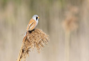 Sakallı reedling, Panurus biarmicus. Bir kuş sazlığın üstünde oturur.