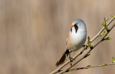 Sakallı reedling, Panurus biarmicus. Güzel bir arka planda bir dalda oturan bir erkek kuş.