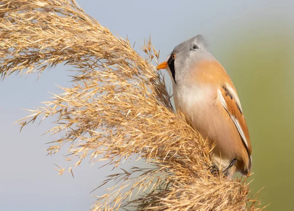 Bearded Reedling Panurus Biarmicus Bird Looks Insects Fluffy Top Reeds — Stock Photo, Image