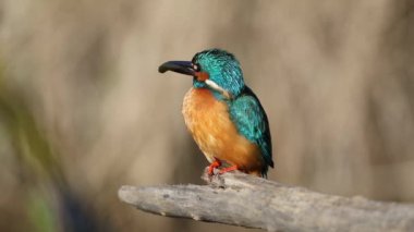 Ortak balıkçı, Alcedo bu işte. Bir kuş bir dala oturur, gagasında bir balık tutar, seslenir