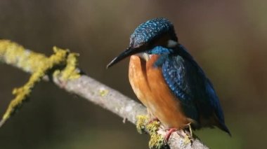 Ortak balıkçı, Alcedo bu işte. Dişi bir dala oturur ve erkeğe seslenir.