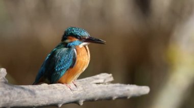 Kingfisher, Alcedo burada. Dişi bir dala oturmuş, perde arkasındaki erkekle konuşuyor.