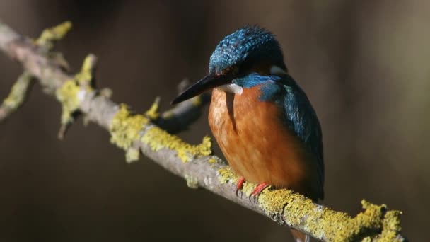 Wspólny Wędkarz Alcedo Tym Ptak Siedzi Gałęzi Nad Rzeką Czekając — Wideo stockowe
