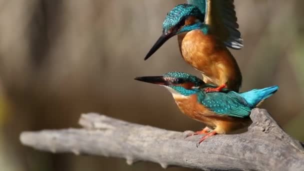 Kingfisher Alcedo Burada Dişi Erkek Türlerinin Devamlılığı Ile Meşguller — Stok video