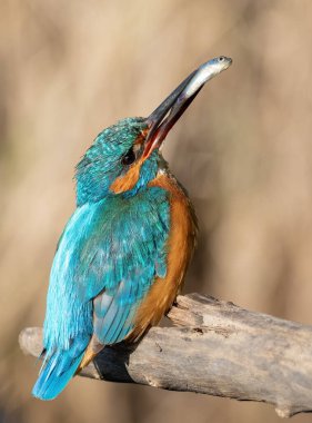 Ortak balıkçı, Alcedo bu işte. Erkek kuş gagasında bir balık tutar ve dişiye seslenir.