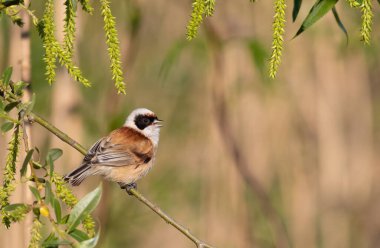 Eurasian penduline tit, remiz pendulinus. A bird sits on a branch and sings
