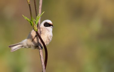 Eurasian penduline tit, remiz pendulinus. A bird sits on a plant stem