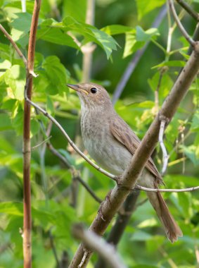 Thrush nightingale, Luscinia luscinia. A bird sings on an old log covered with moss
