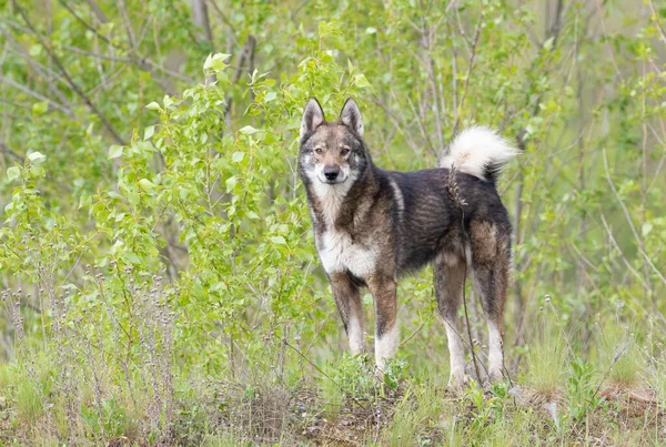 Dog Canis Familiaris Large Animal Looks Wolf Came Out Thicket — Stock Photo, Image