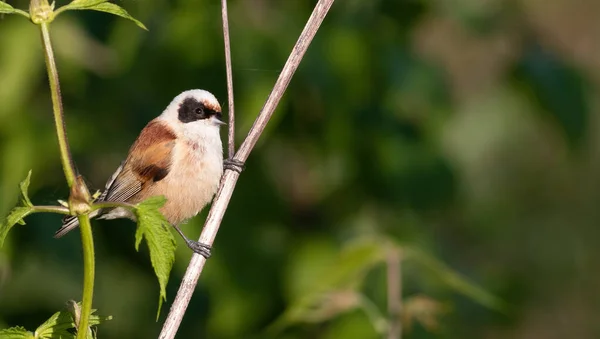 Eurasian Penduline Tit Remiz Pendulinus Bird Sits Plant Stem — Stok fotoğraf