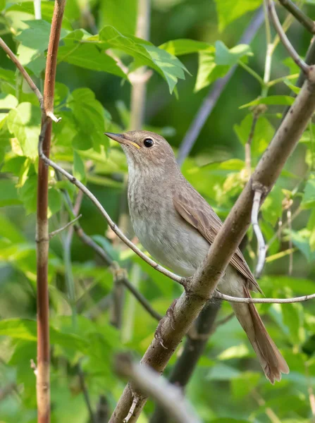 Thrush Nightingale Luscinia Luscinia Bird Sings Old Log Covered Moss — Stok fotoğraf