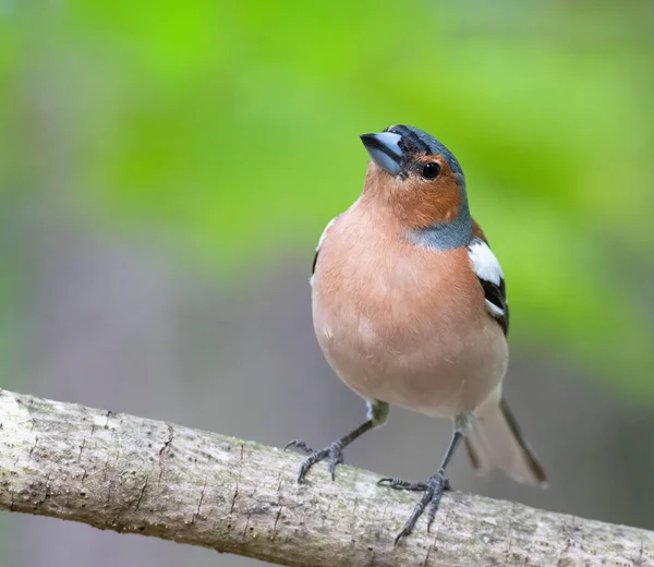 Obyčejná Pěnkava Okrajové Kostky Pták Lese Sedí Větvi Krásném Pozadí — Stock fotografie