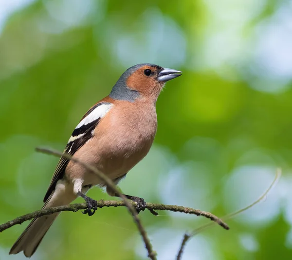 Common Chaffinch Fringilla Coelebs Forest Bird Sits Branch — Stock Photo, Image