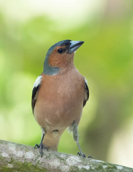 Obyčejná Pěnkava Okrajové Kostky Pták Lese Sedí Větvi Krásném Pozadí — Stock fotografie