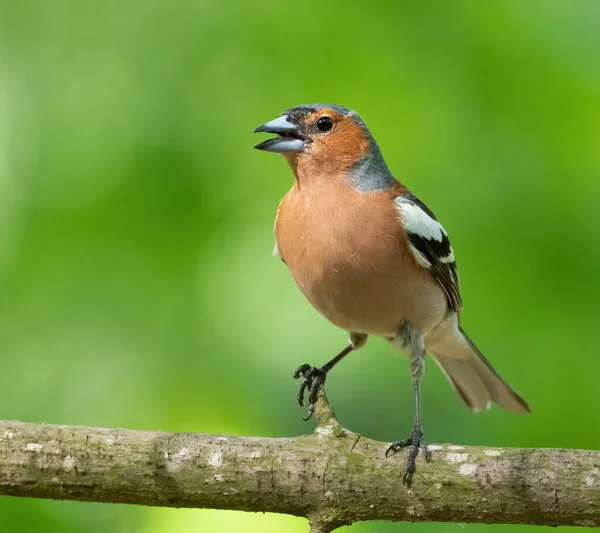Buchfink Fringilla Coelebs Ein Männlicher Vogel Singt Während Auf Einem — Stockfoto