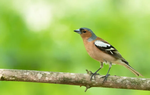 Common Chaffinch Fringilla Coelebs Bird Forest Sits Branch Beautiful Background — Stock Photo, Image