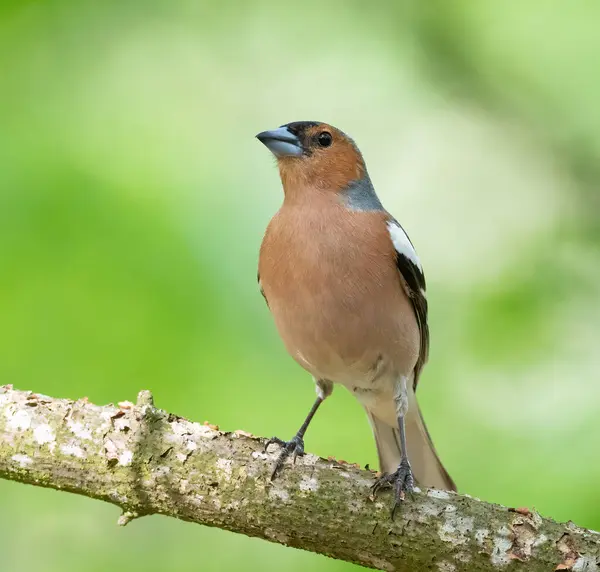 Common Chaffinch Fringilla Coelebs Bird Forest Sits Branch Beautiful Background — Stock Photo, Image